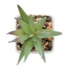 Mini artificial plant white | No Branding | not available | not available | not available