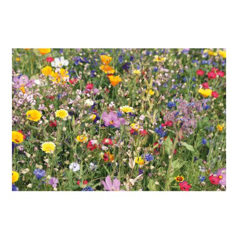 Mix flowerseeds disc beige | No Branding | not available | not available | not available