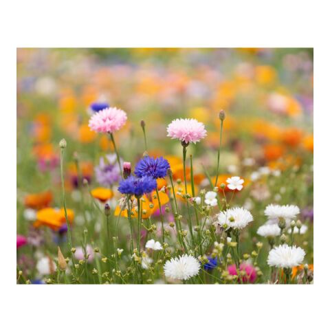 A5 wildflower seed paper sheet white | No Branding | not available | not available