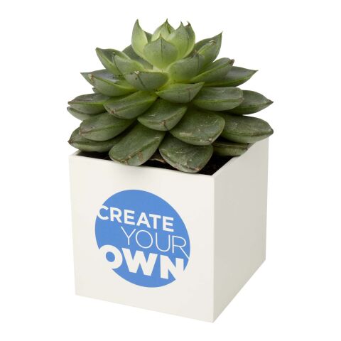 Hey Pots aluminium planted pot - succulent White | Not applicable | No Branding | not available | not available