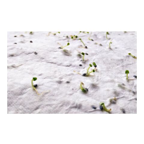 A4 wildflower seed paper sheet white | No Branding | not available | not available