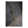 VINGA Bosler AWARE™ recycled pet 23" umbrella green | No Branding | not available | not available